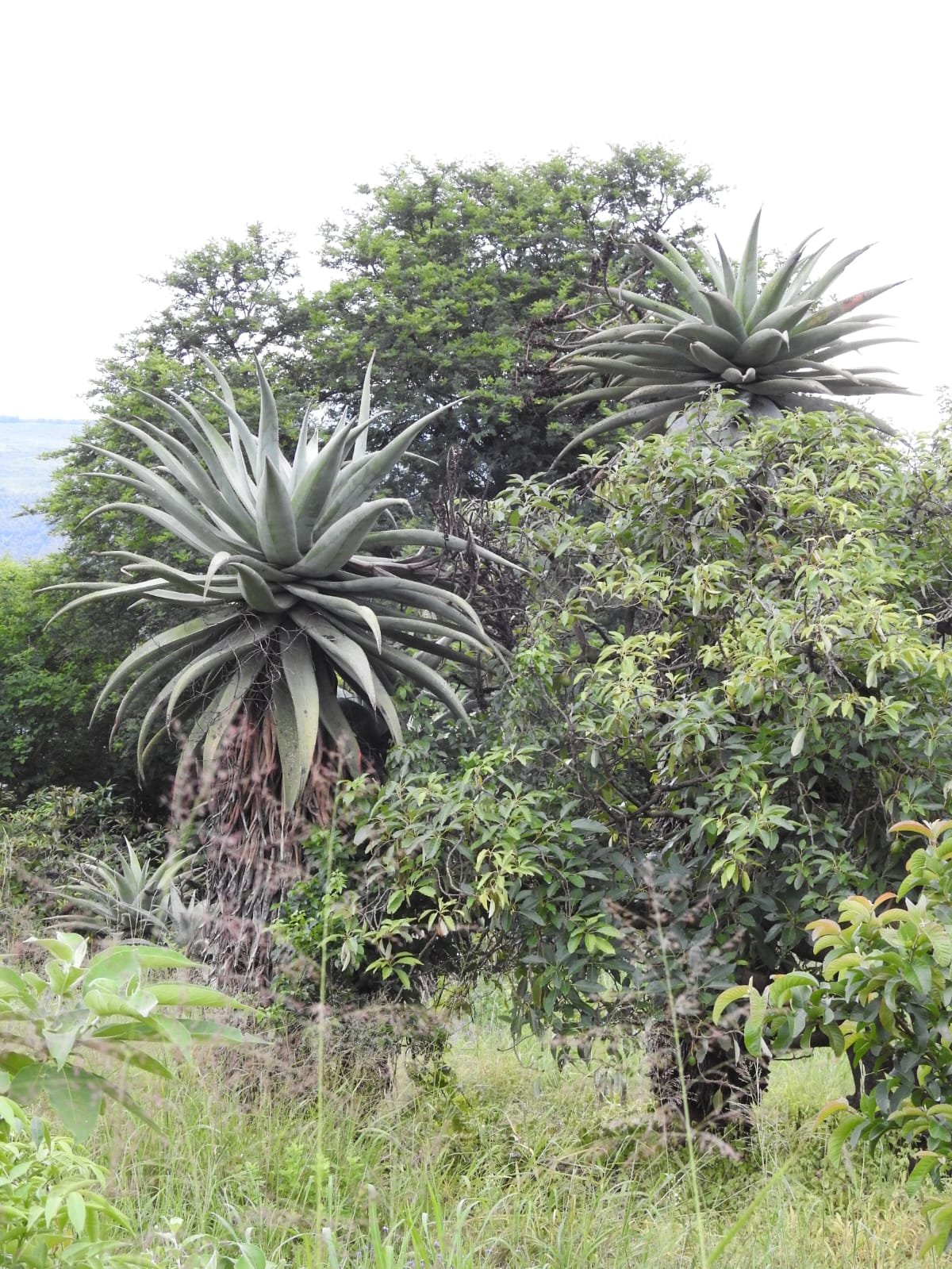 WhatsApp Image 2025-08-13 at 17.30.22