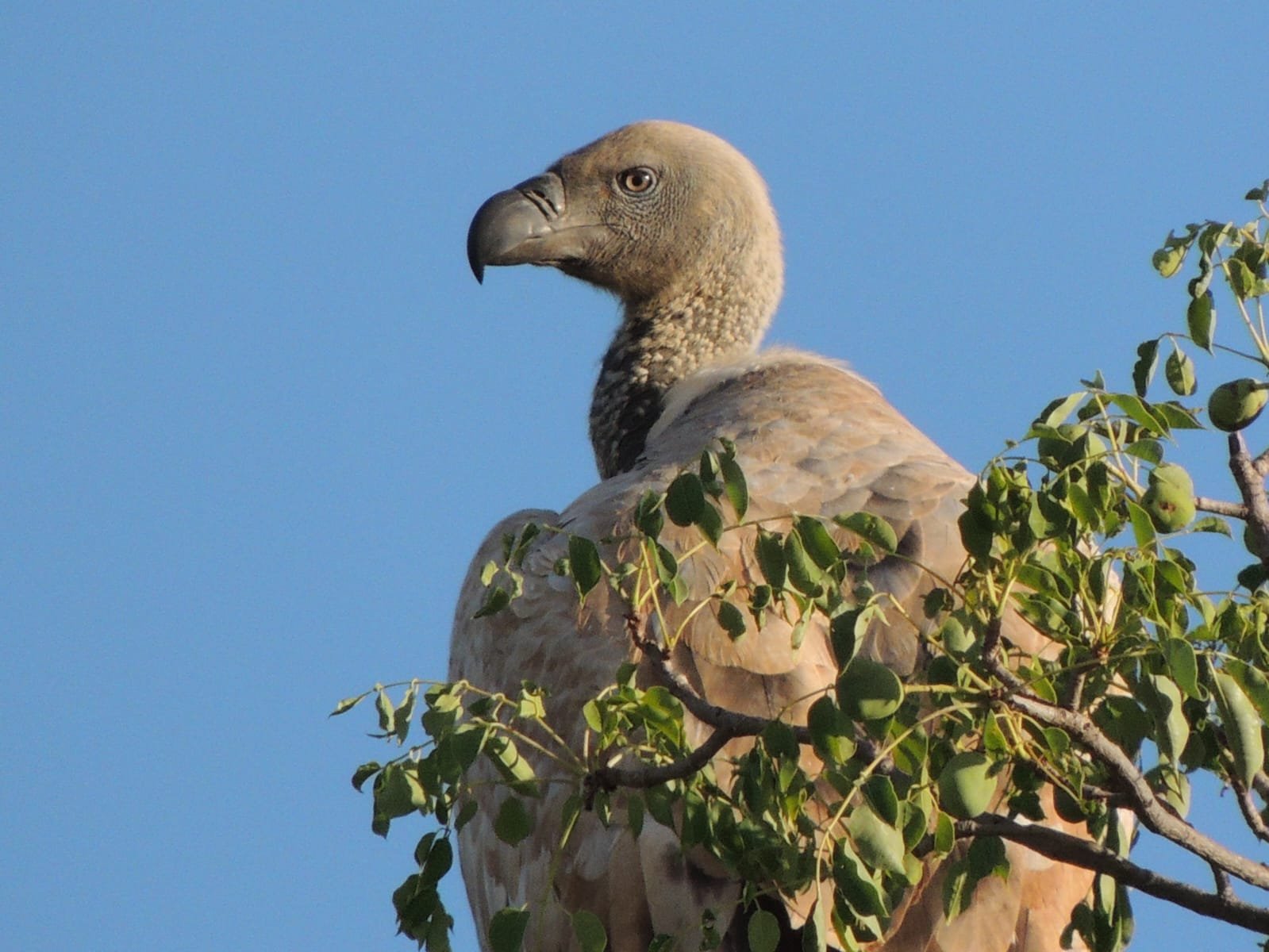 WhatsApp Image 2025-08-14 at 08.37.41