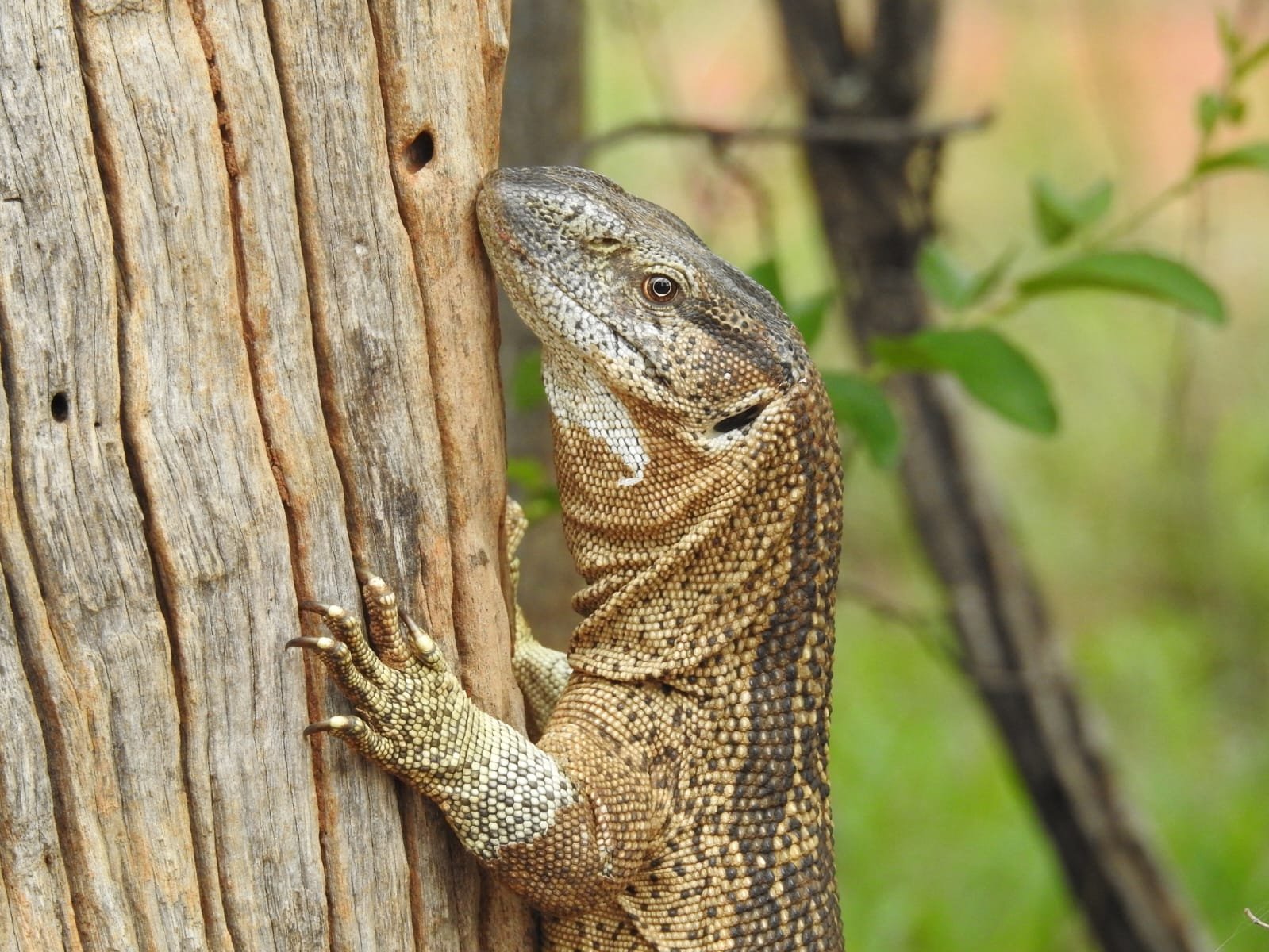 WhatsApp Image 2025-08-14 at 08.37.50