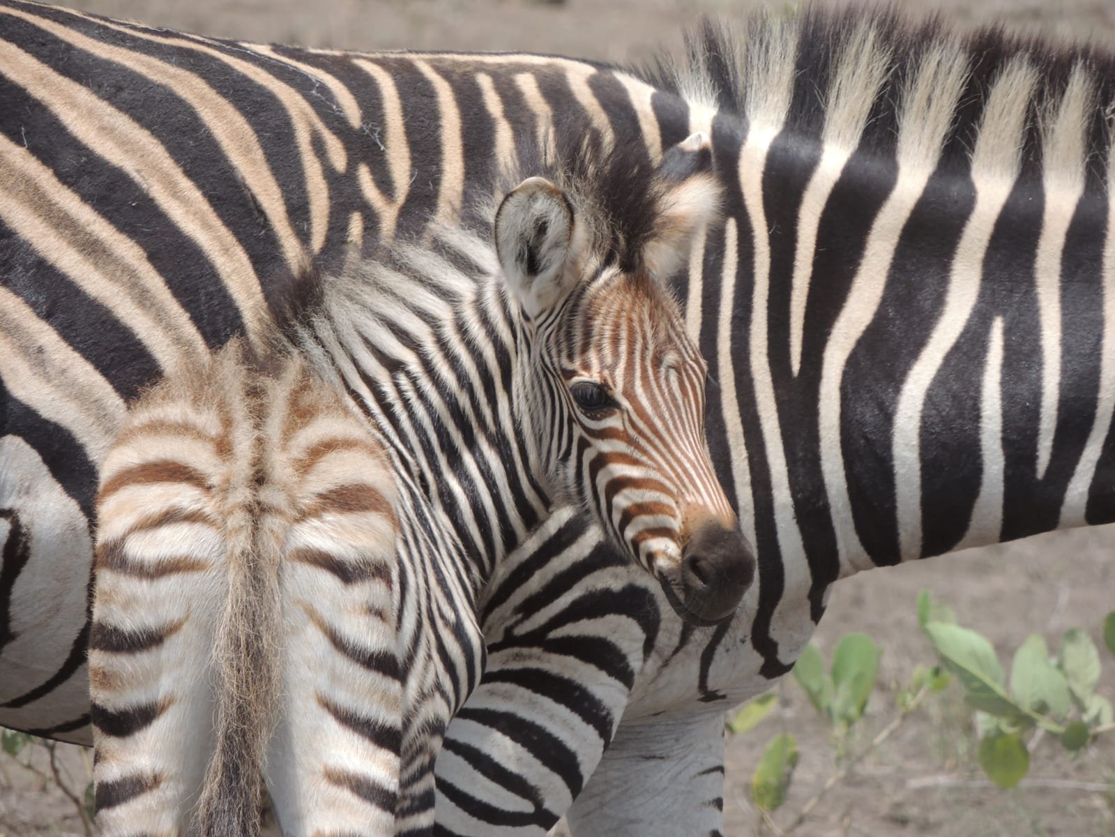 WhatsApp Image 2025-08-14 at 08.37.59