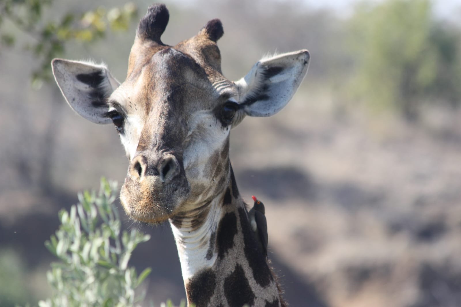 WhatsApp Image 2025-08-14 at 08.38.01