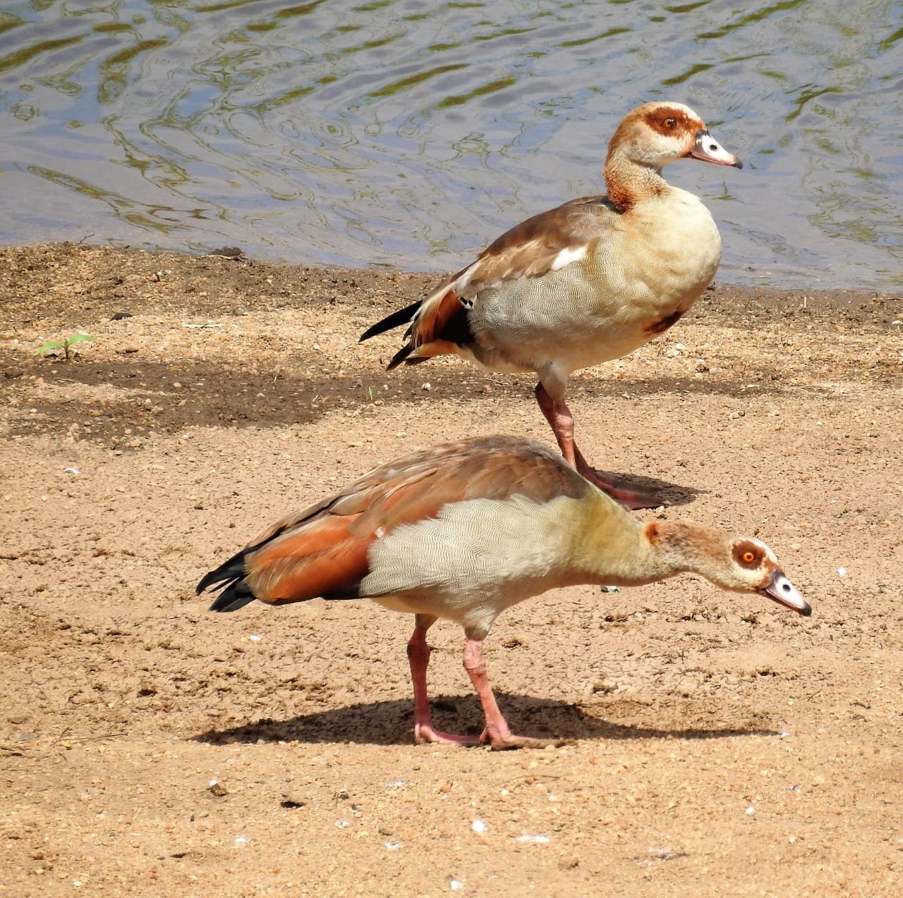 WhatsApp Image 2025-08-14 at 09.23.19