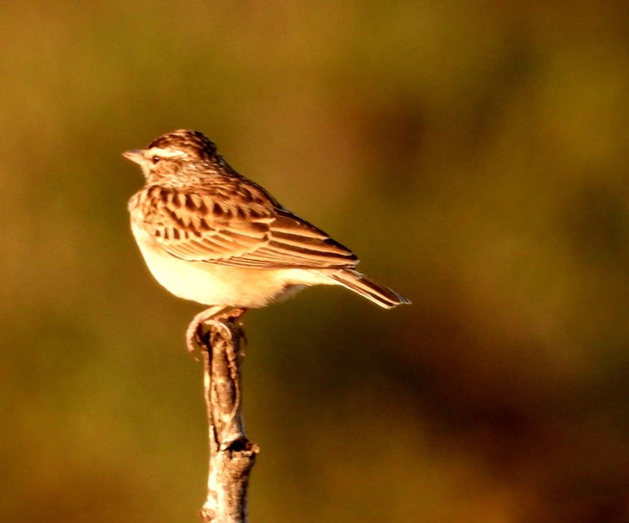 WhatsApp Image 2025-08-14 at 09.26.39